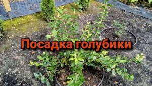 Посадка голубики