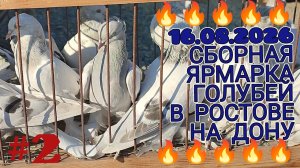 🔥🔥🔥 16.08.26 Сборная ярмарка голубей в Ростове на Дону. Птичий рынок. Часть 2.