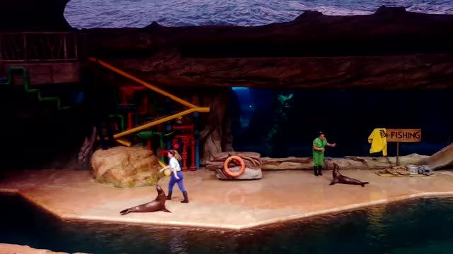 МОРСКИЕ КОТИКИ Шоу с морскими котиками ОАЭ, Абу-Даби, SeaWorld Abu Dhabi