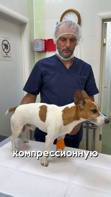 Что с собакой?!