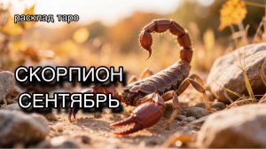 СКОРПИОН таро прогноз на СЕНТЯБРЬ 2026 [расклад таро] [гадание онлайн]