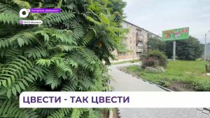Сиреневая аллея в скором времени появится в Фокино