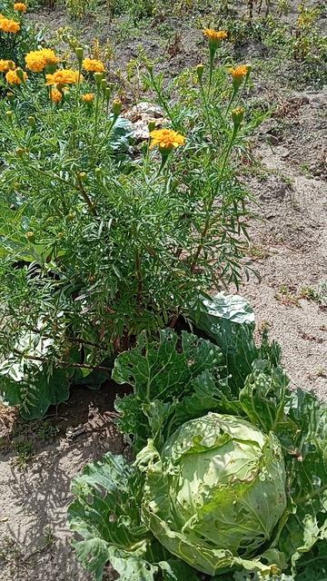 Бархатцы 🌼🏵️🙃🫠
