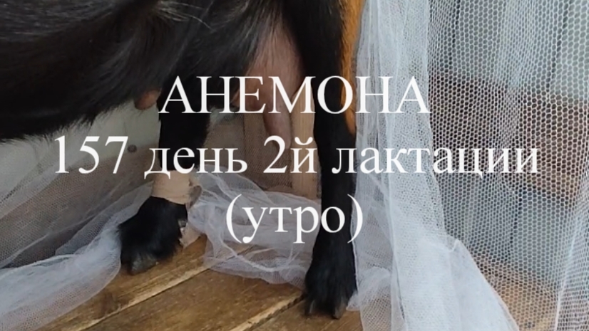 АНЕМОНА кн50 157 день 2й лактации (утро)