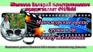 Манчжурские орехи, груши и др. в саду Железовых.