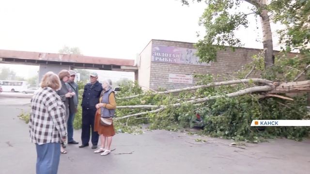 Дерево упало на припаркованный автомобиль в Канске