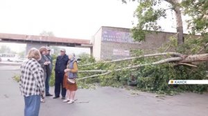 Дерево упало на припаркованный автомобиль в Канске