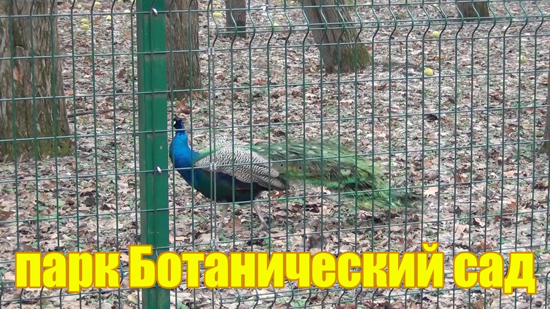 Прогулка обзор парка Ботанический сад Краснодар сад Дендрарий Где погулять в Краснодаре
