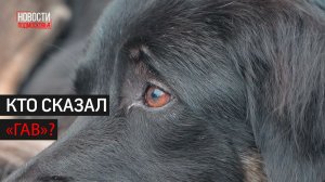 Благотворительная выставка кошек и собак из приютов прошла в Звенигороде // 360 Одинцово