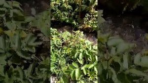 Урочище Че-Чкыш или Долина Духов