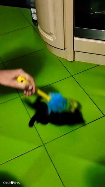 ✌️😼#Масяня