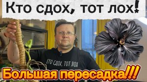Большая пересадка цветов! Кто сдох, тот лох!