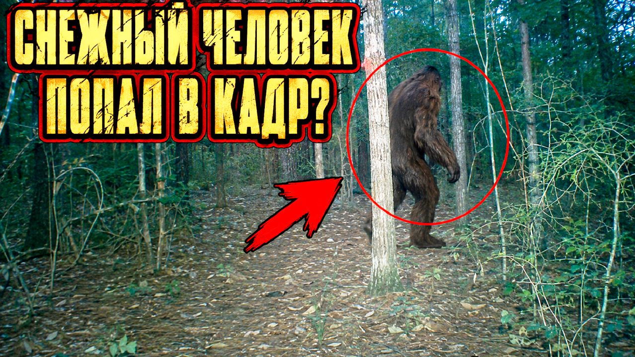 Лесная камера в Техасе сняла снежного человека?
