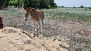 Жеребец ПСЛ 08.07.2026 отец Ларго Винчиторэ мать Асса, тест ДНК, документы, чип