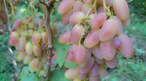 Суламифль и Лолита Торес