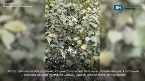 Во Владимире на дереве заметили куницу