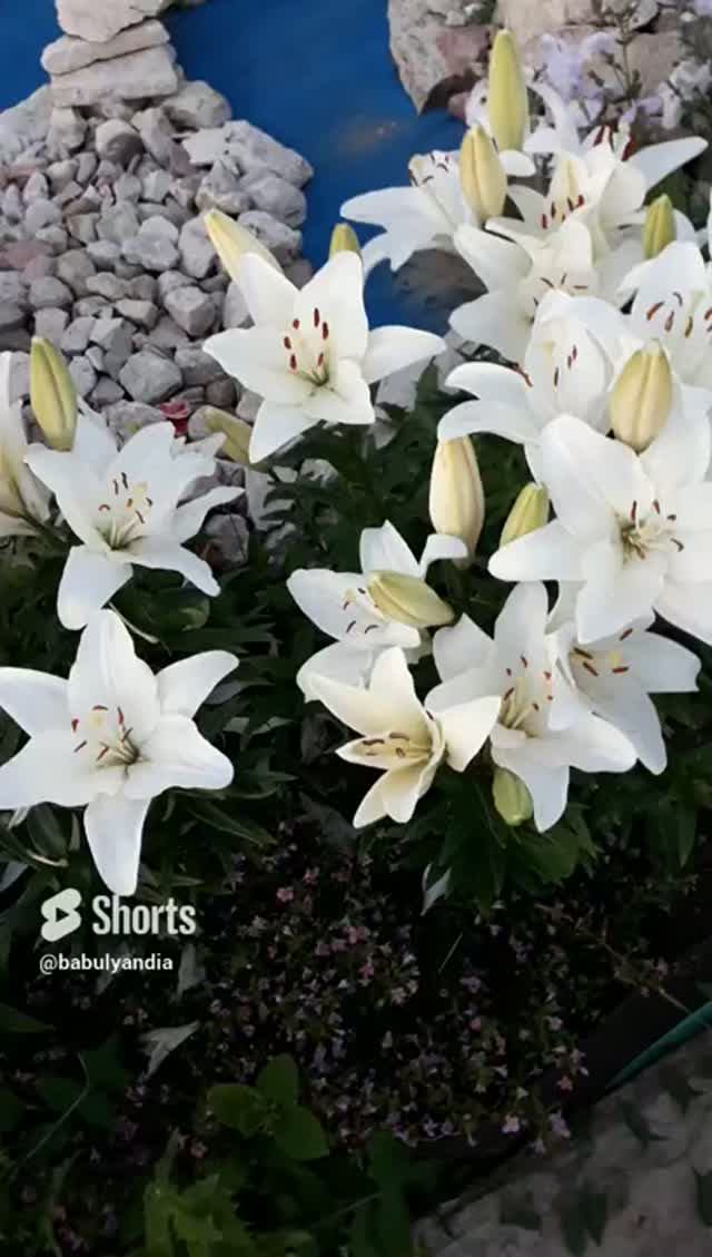 Мои цветочки
