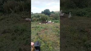 Живая природа