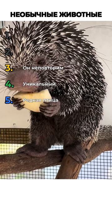 НЕОБЫЧНЫЕ ЖИВОТНЫЕ
