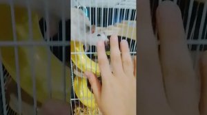 моем сквиш
знакомство с крысами
