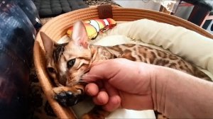 КОШКА ЛЮСЬКА