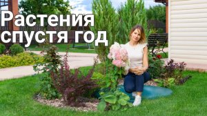 Сад спустя год: какие растения пережили зиму, а какие погибли