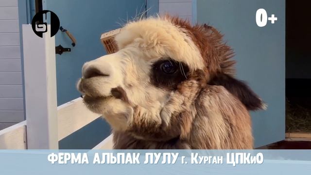 Курган парк альпак в ЦПКиО готовится к открытию