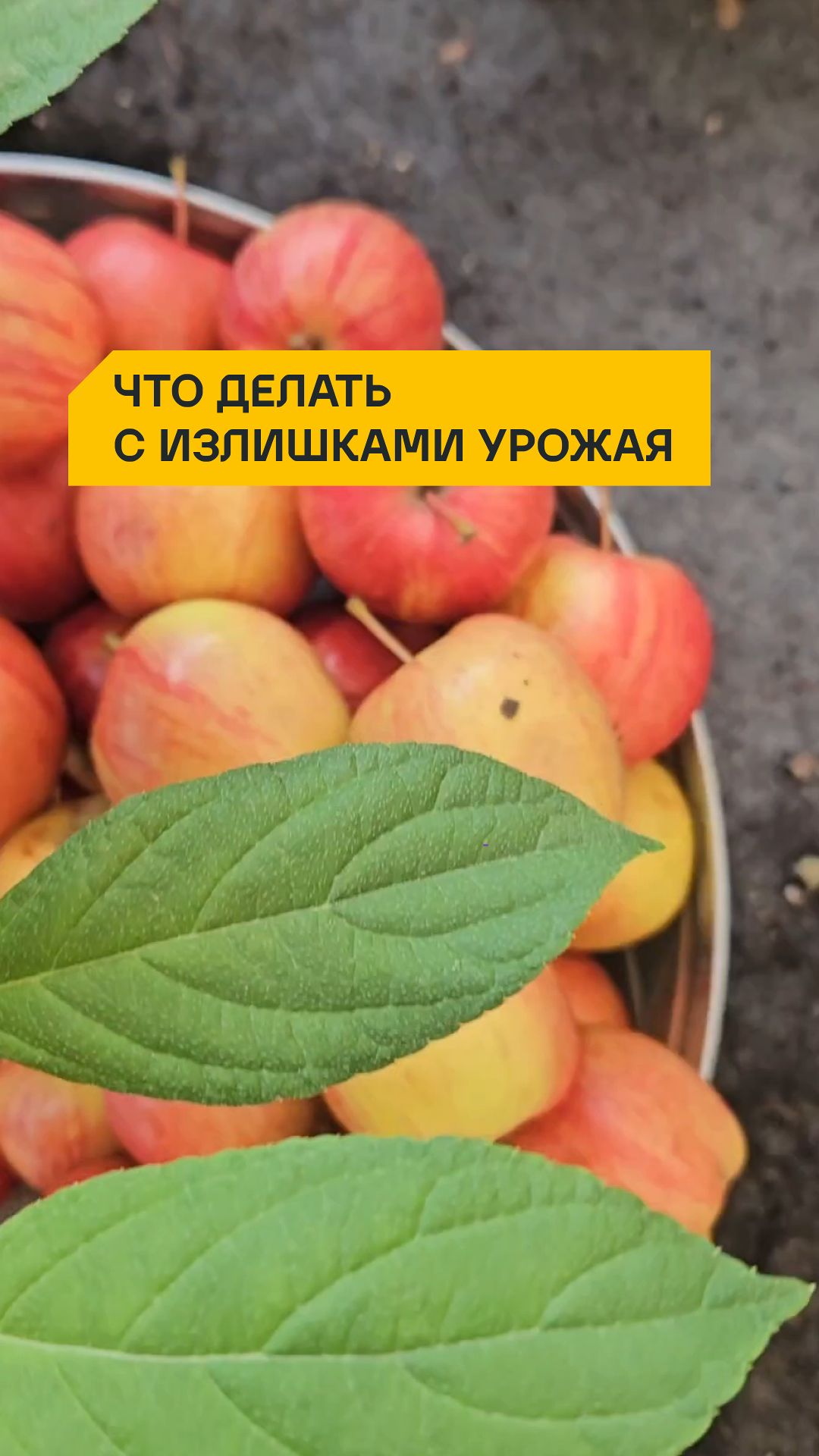 Что делать с излишками урожая