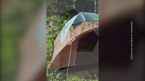 МЕДВЕДЬ РАСТЕРЗАЛ ТУРИСТКУ НА АЛТАЕ