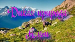 Дикая природа Альп