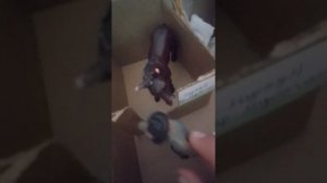 обзор конюшни: дикое сердце