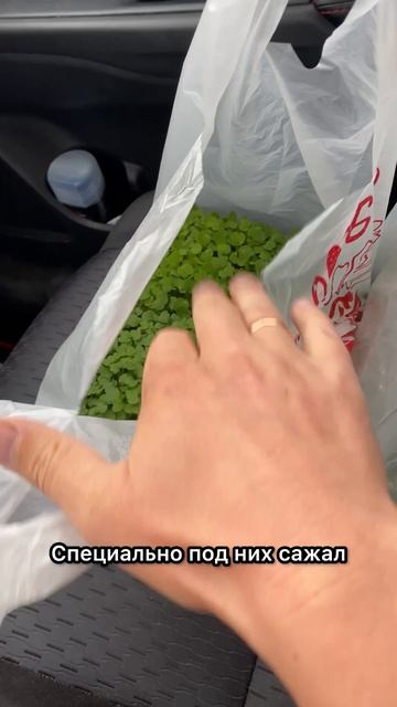 Вот такой секрет