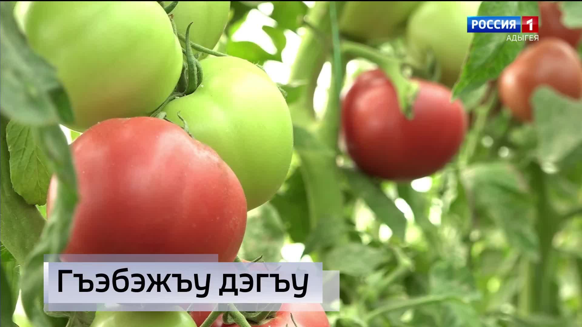 9.30 – «Къэбархэр» от 21.08.2026г.