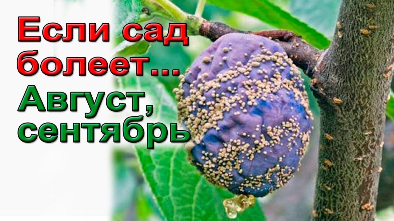 Если сад болеет Август, сентябрь