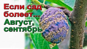 Если сад болеет Август, сентябрь