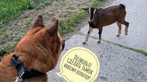 Вечер у Пса Кубика сначала не задался, а потом как задался! Маша приехала, гостинцы привезла!