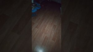 Кошка ловит точку.