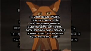 Акция! #коты воители
