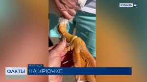 В Городском саду Краснодара спасли гусыню, запутавшеюся в рыболовной леске