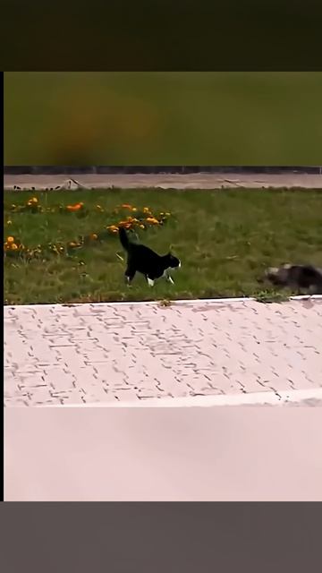 The Cat Controls The Entire Neighborhood. #catsoftiktok #orangecat #kitte #funny