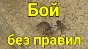 Бой без правил.