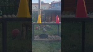 CVVD4989_20.08.2026-видео от Светланы