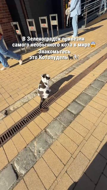Знакомьтесь - Котопудель в Зеленоградске🐈⬛🐩