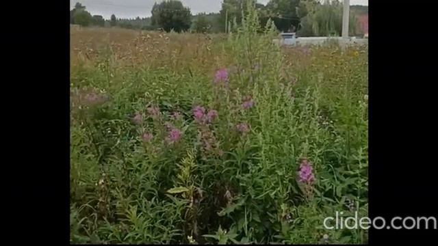 ЗУ :198995 д. Муравьево