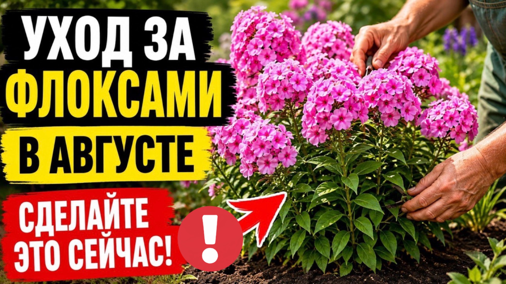 Что делать с флоксами в августе, главные ошибки, которые лишают цветения, СРОЧНО сделайте это