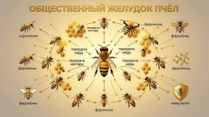 🍯 «Общественный желудок» пчёл: как трофаллаксис управляет жизнью улья. Отвечает Кашковский 🐝🧬