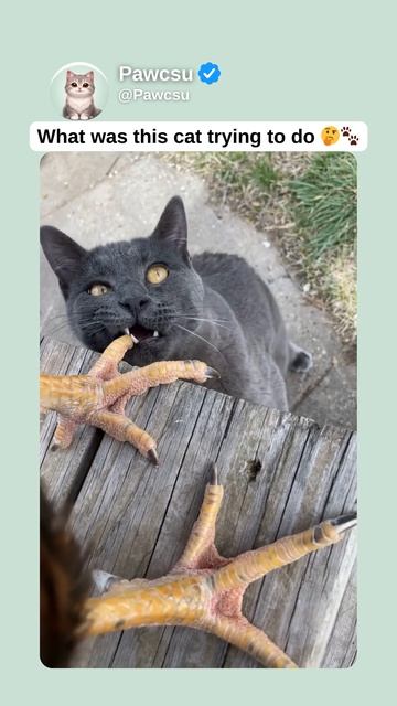 What Was This Cat Trying To Do 🤔🐾