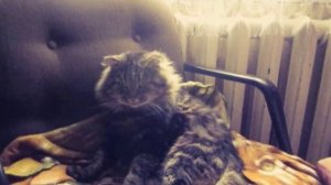 Старость не радость. Рассказы старого котика