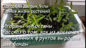 Глава 3. Игоряны и Костяны. Рассказ о том, как из косточек магазинных фруктов выросли две банды