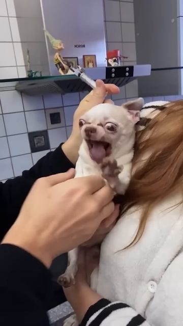 Dog afraid of doctors dog funny afraid funnydog doctor fyp funnyfunnyvid